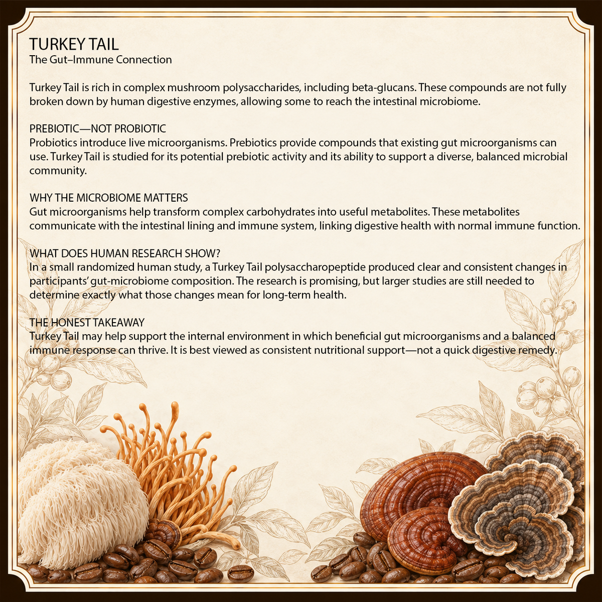 Turkey Tail Extract Powder for Immune Support